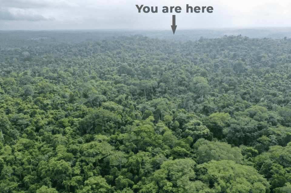 search position forest