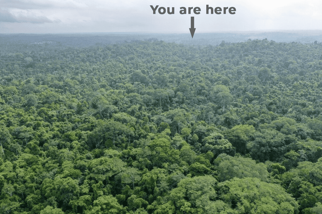 search position forest