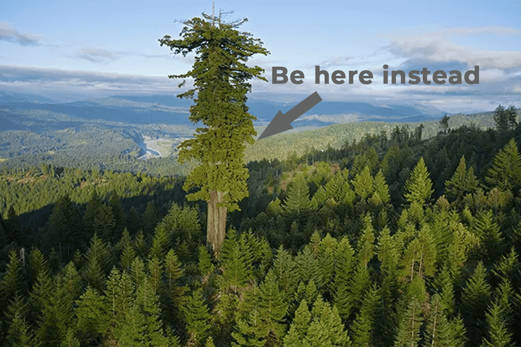 Focus On: Search Engine Optimisation 2 inline_351_https://newsite2.enterprisingdemos.com/wp-content/uploads/2023/10/search-position-great-tree.png